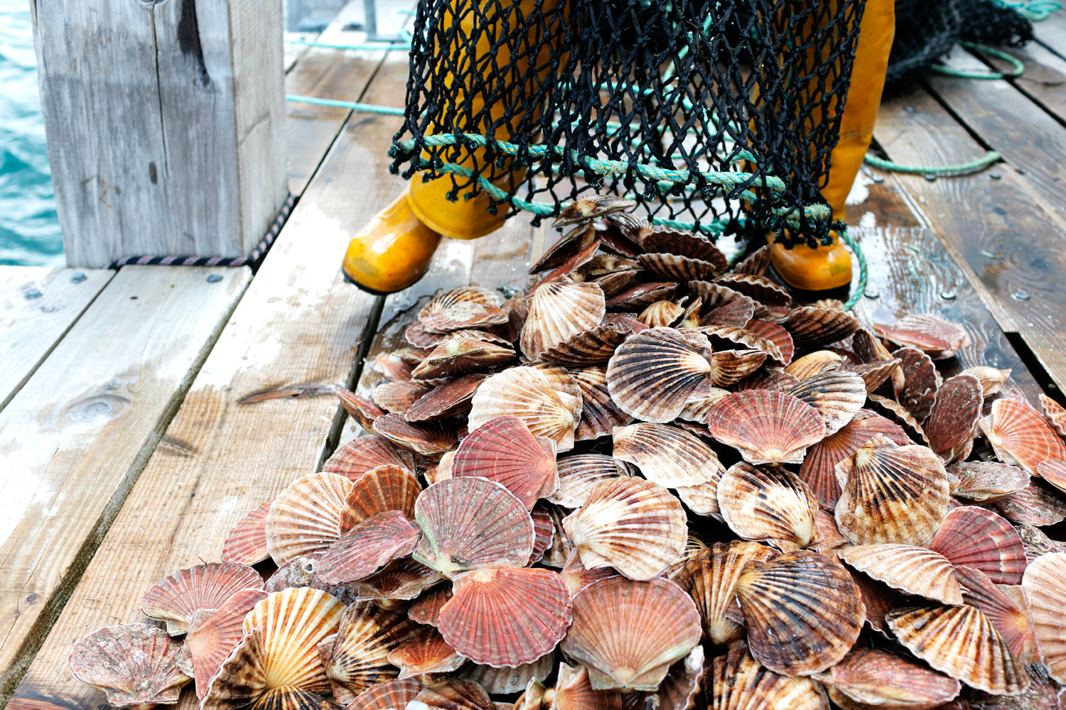 regenerative ocean farming