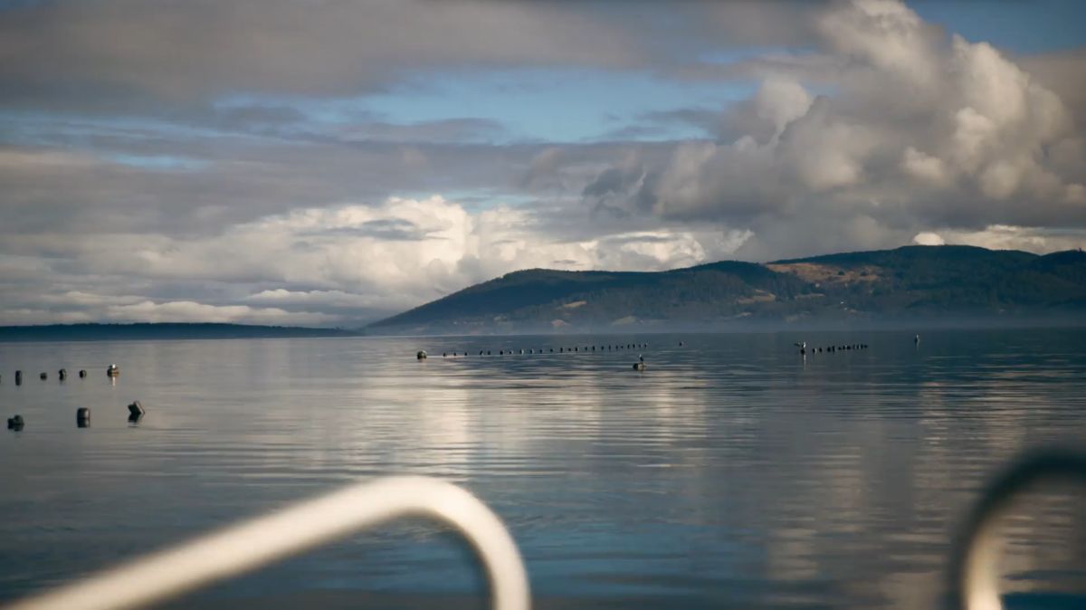 Vertical seafarming lines in the Channel