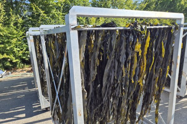 Kelp fronds air-drying on racks at C-Weed Aquaculture