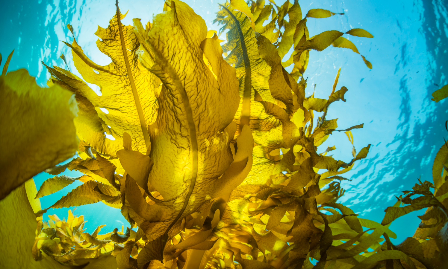 seaweed growing