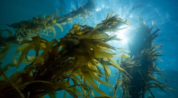 Seaweed forests